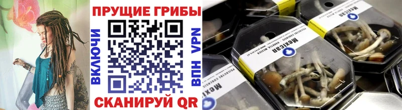 кракен tor  Александров  Галлюциногенные грибы Psilocybine cubensis 