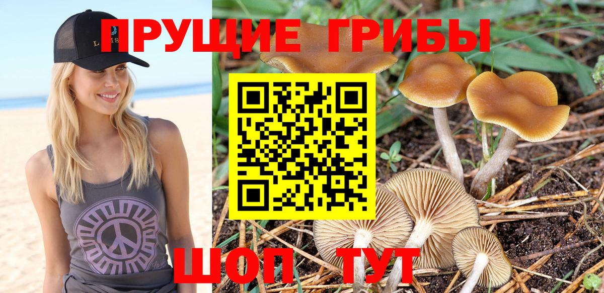 Александров  Псилоцибиновые грибы Cubensis  Вход с VPN 